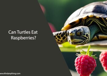 Can Turtles Eat Raspberries