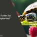 Can Turtles Eat Raspberries