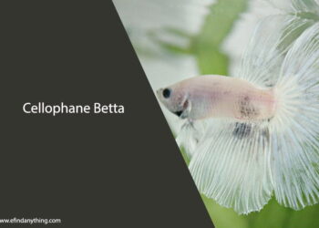 Cellophane Betta