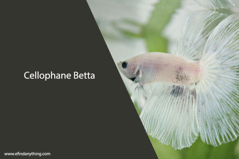 Cellophane Betta