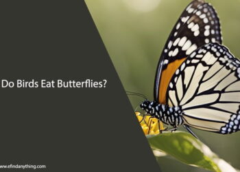 Do Birds Eat Butterflies