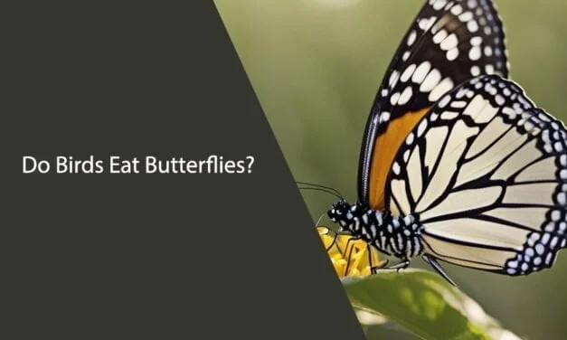 Do Birds Eat Butterflies? A Look at Avian Feeding Habits