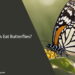 Do Birds Eat Butterflies