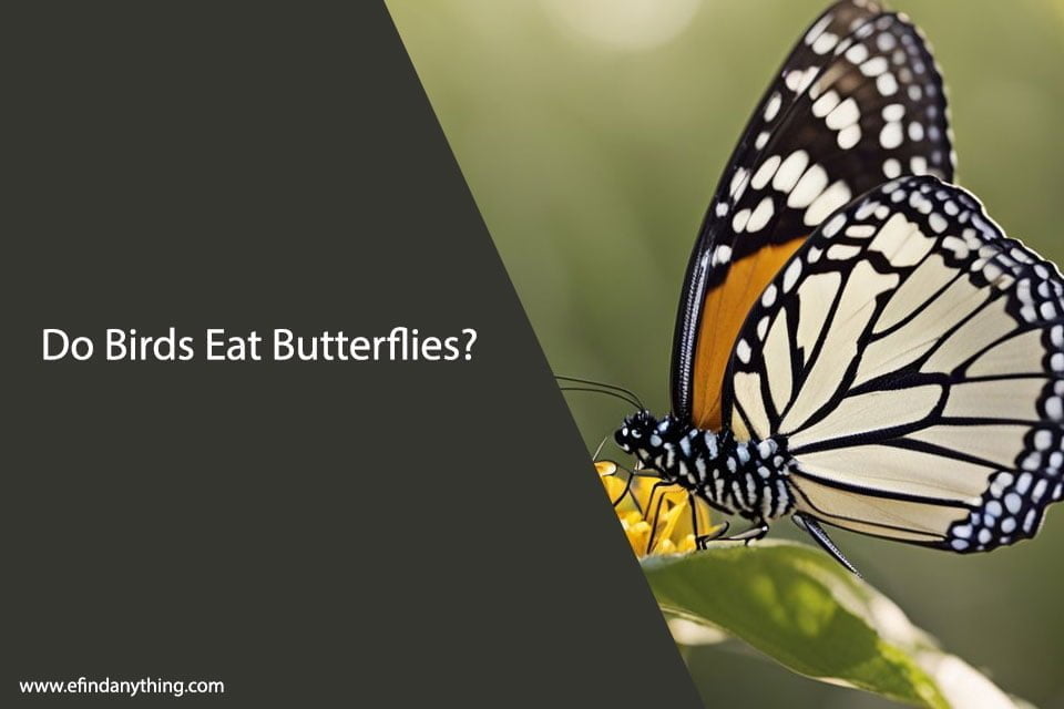 Do Birds Eat Butterflies