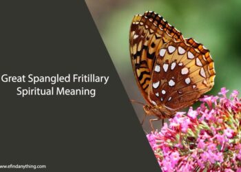 Great Spangled Fritillary Spiritual Meaning