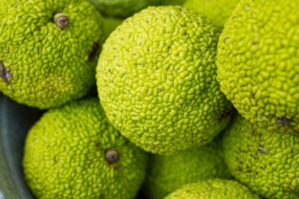 Can Goats Eat Hedge Apples