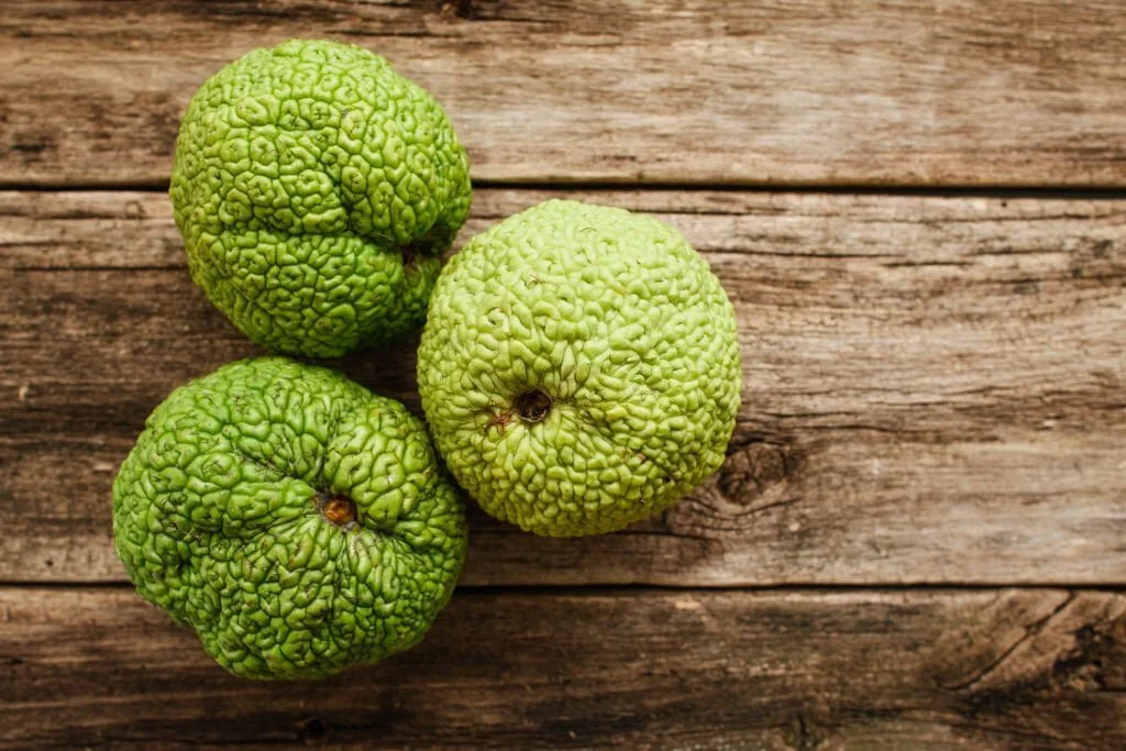 Can Goats Eat Hedge Apples