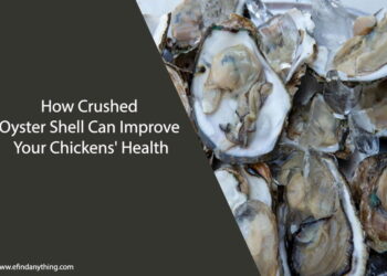 How Crushed Oyster Shell Can Improve Your Chickens' Health