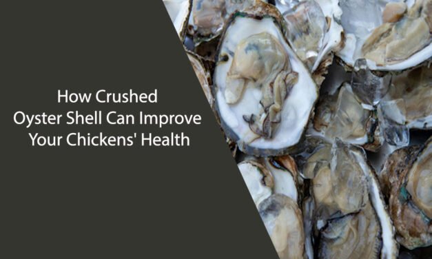 How Crushed Oyster Shell Can Improve Your Chickens’ Health
