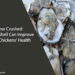 How Crushed Oyster Shell Can Improve Your Chickens' Health