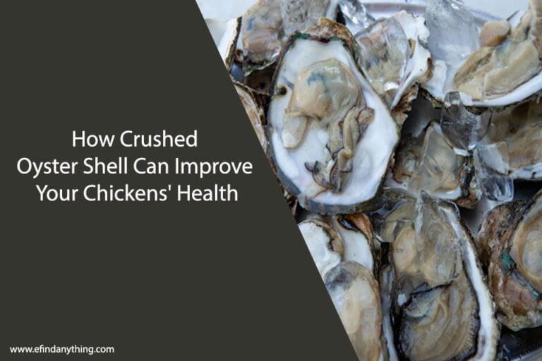 How Crushed Oyster Shell Can Improve Your Chickens' Health