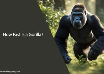 How Fast Is a Gorilla