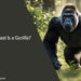 How Fast Is a Gorilla