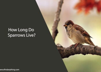 How Long Do Sparrows Live