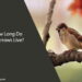 How Long Do Sparrows Live