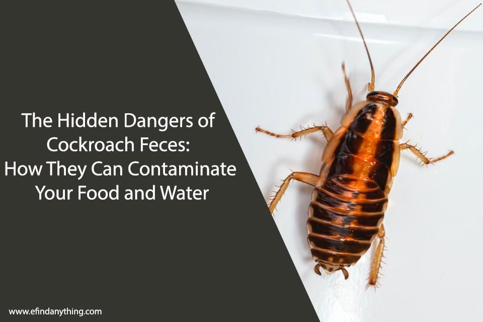The Hidden Dangers of Cockroach Feces: How They Can Contaminate Your Food and Water