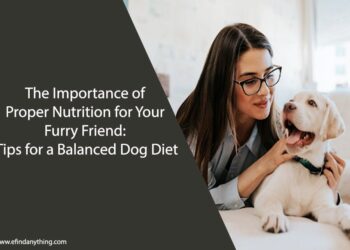 The Importance of Proper Nutrition for Your Furry Friend: Tips for a Balanced Dog Diet