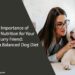 The Importance of Proper Nutrition for Your Furry Friend: Tips for a Balanced Dog Diet