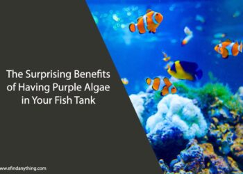 The Surprising Benefits of Having Purple Algae in Your Fish Tank