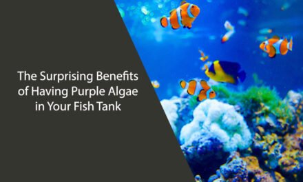 The Surprising Benefits of Having Purple Algae in Your Fish Tank