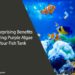 The Surprising Benefits of Having Purple Algae in Your Fish Tank