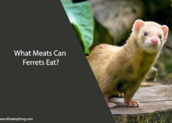 What Meats Can Ferrets Eat