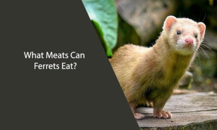 What Meats Can Ferrets Eat?