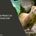 What Meats Can Ferrets Eat