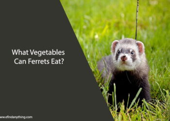 What Vegetables Can Ferrets Eat