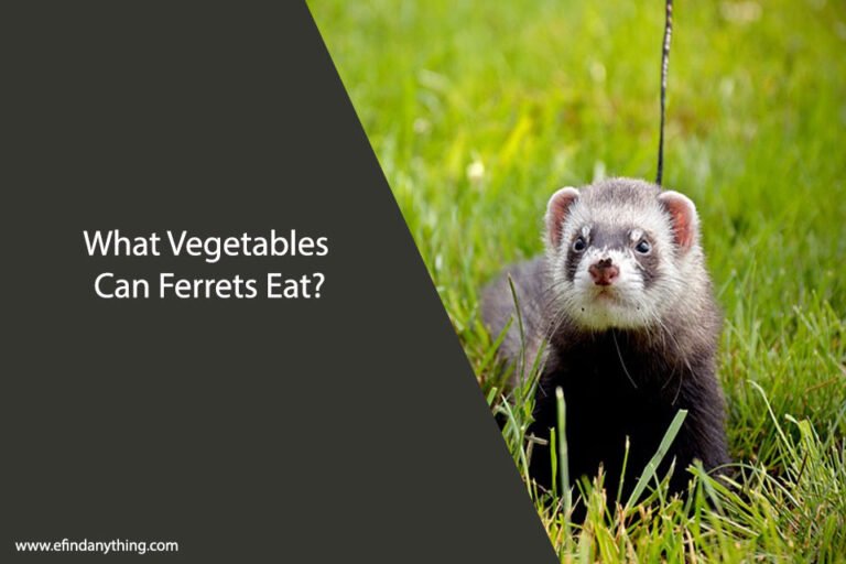 What Vegetables Can Ferrets Eat