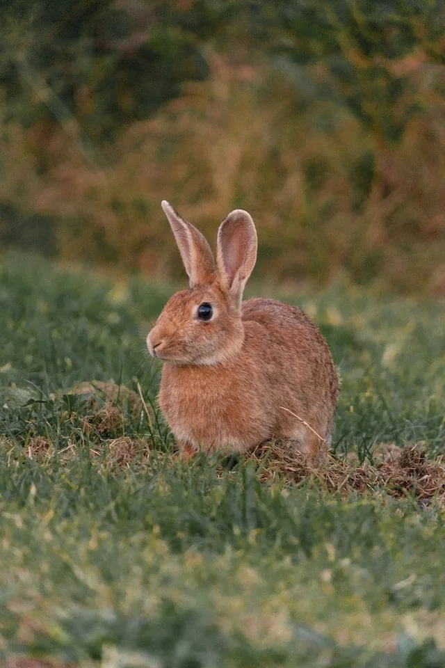 Can Rabbits Eat Romaine Lettuce