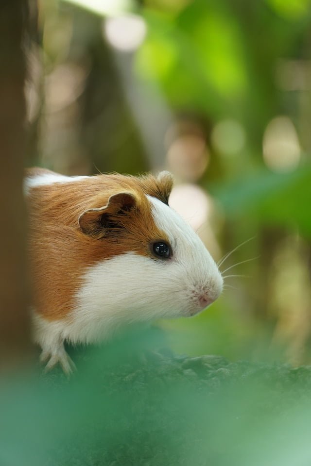 Can Guinea Pigs Eat Jalapenos