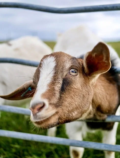 Can Goats Eat Hedge Apples