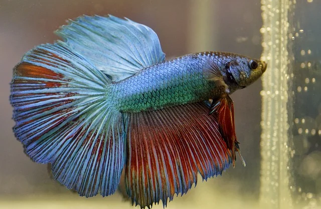 Can Betta Fish Eat Brine Shrimp