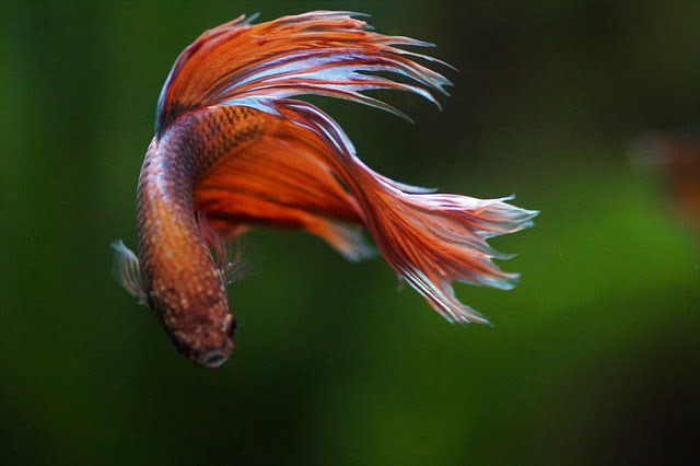 Can Betta Fish Eat Strawberries