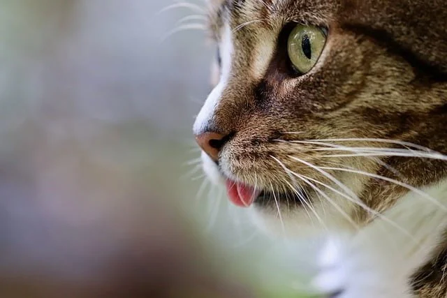 Can Cats Eat Alfredo Sauce