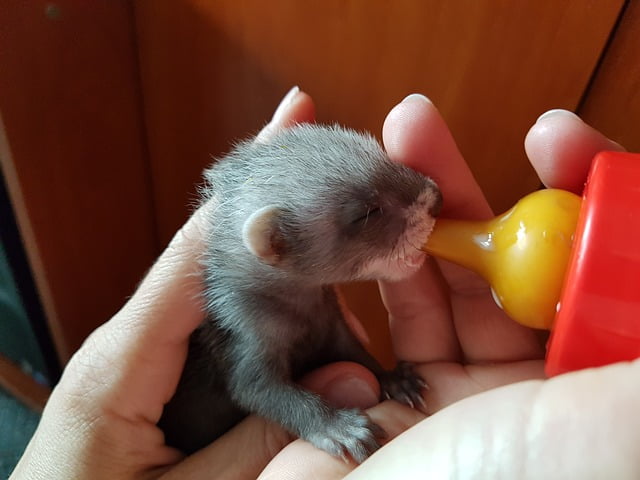 Can Baby Ferrets Eat Bacon