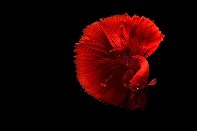 Can Betta Fish Eat Strawberries