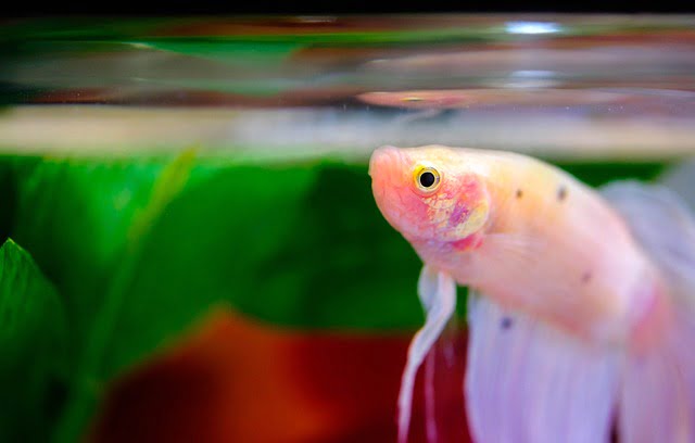 Can Betta Fish Eat Apples