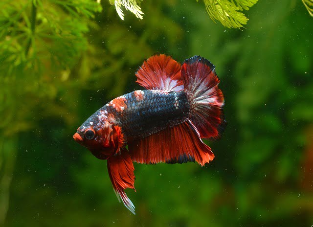 Can Betta Fish Eat Apples