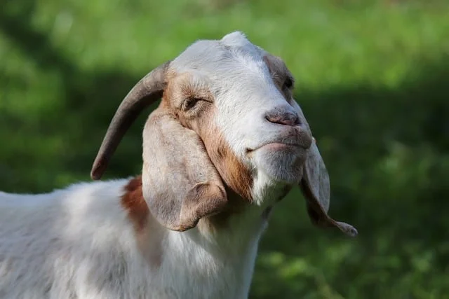 Can Goats Eat Hedge Apples