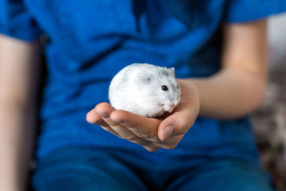 Can Hamsters Eat Pretzels