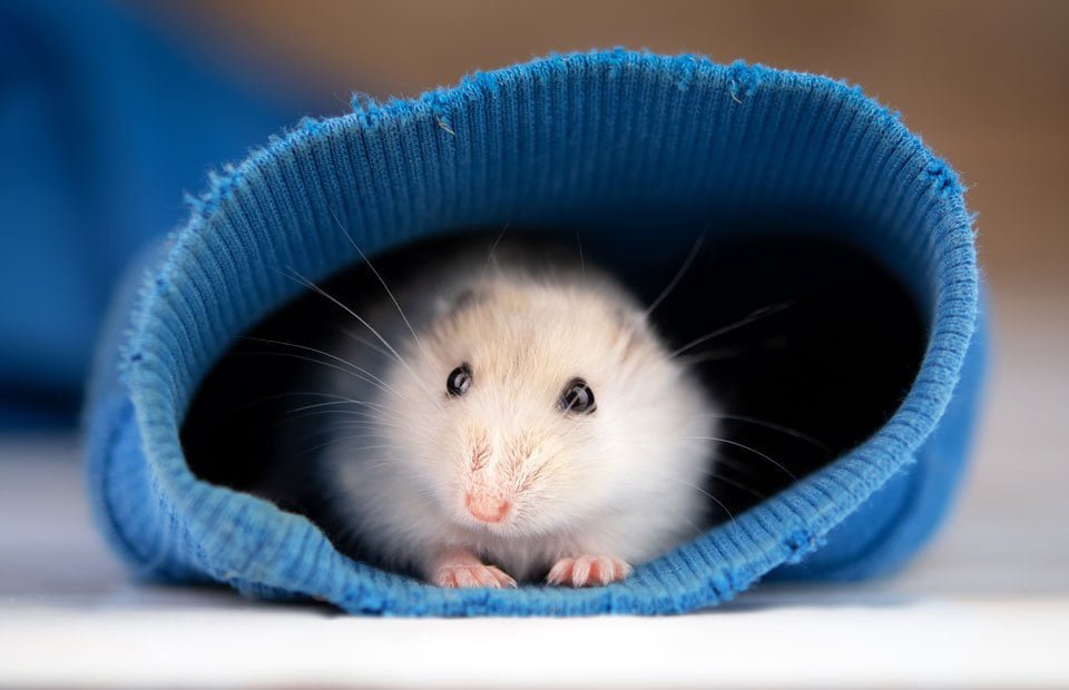 Can Hamsters Eat Pretzels