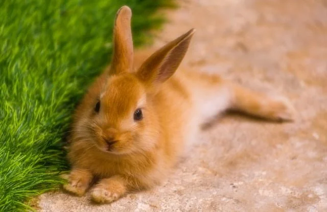 Can Rabbits Eat Romaine Lettuce