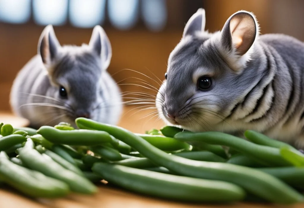 Can Chinchillas Eat Green Beans