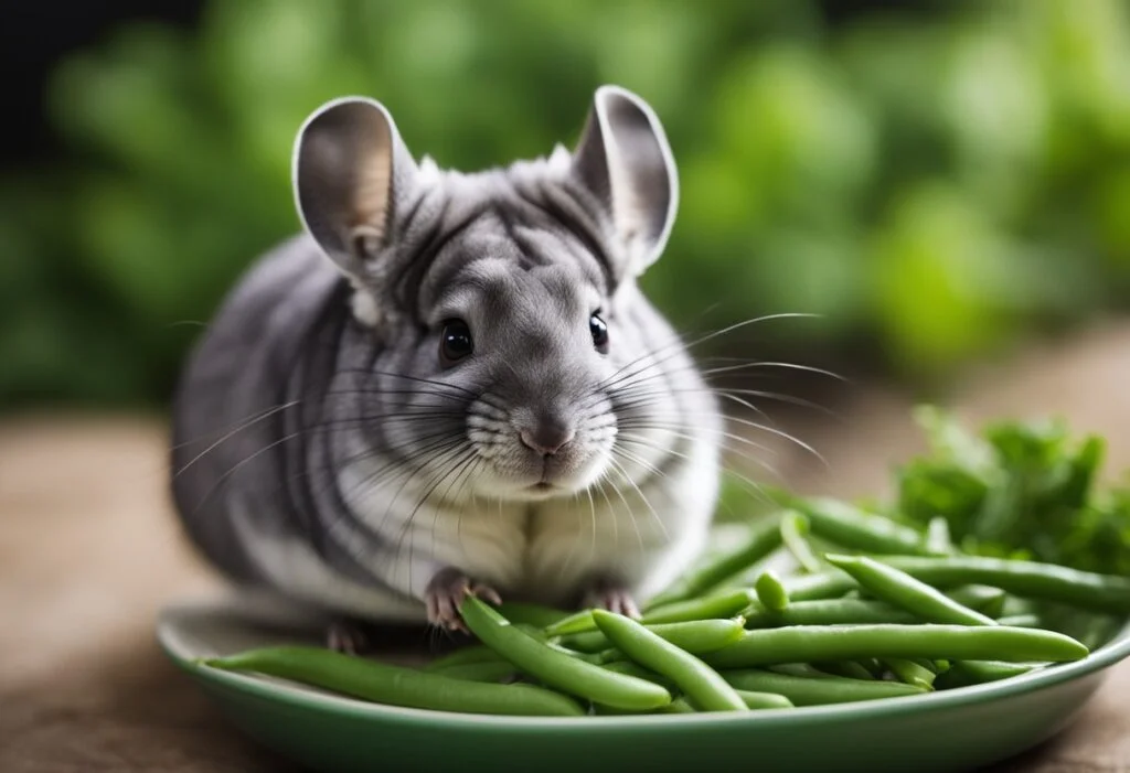 Can Chinchillas Eat Green Beans