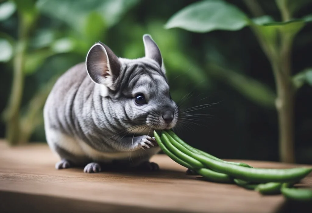 Can Chinchillas Eat Green Beans