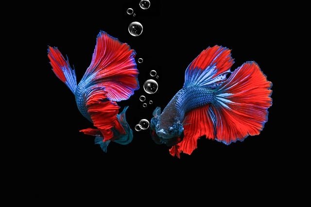 Can Betta Fish Eat Tropical Flakes