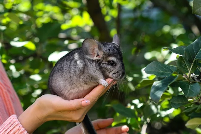 Can Chinchillas Eat Cheerios