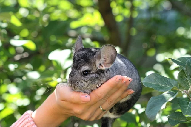 Can Chinchillas Eat Cheerios